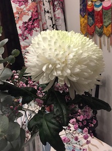 Ystävältä saatu “runoilijan kukka” –valkoinen krysanteemi