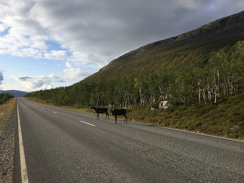 Kaksi poroa kävelemässä tiellä Kilpisjärvellä.
