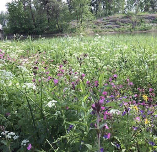 Kuin kuusi, jonka oksanpäät työntävät esiin uutta elämää: Kirjoittamisesta ja kävelyistä II