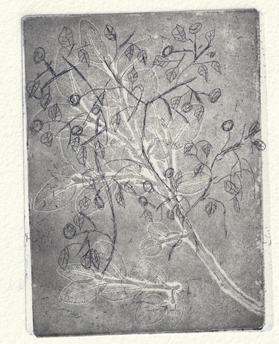 Grafiikanvedos, jossa näkyy mustikanvarpuja tummalla pohjalla.